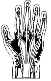 bones and muscles in the hand, without labels
